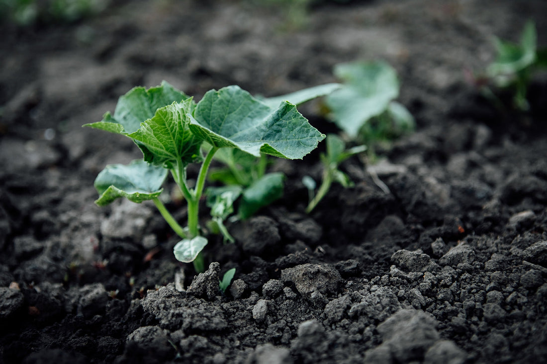 Farmers Reap the Rewards: Growthful™ Success Stories